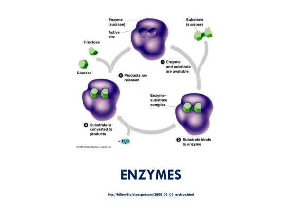 ENZYMES hillarybio.blogspot/2008_09_01_archive.html