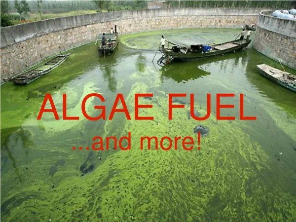 ALGAE FUEL ...and more!