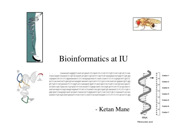 Bioinformatics at IU