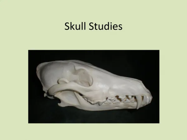 Skull Studies