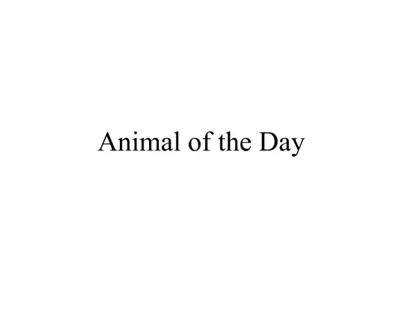 Animal of the Day