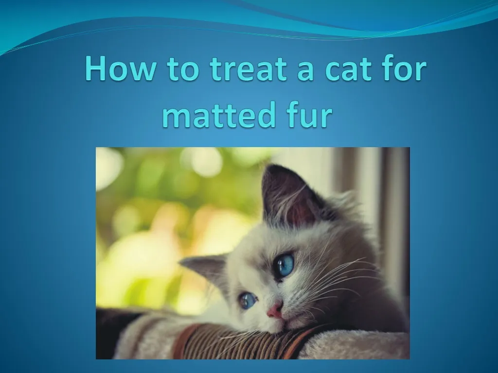 how to treat a cat for matted fur