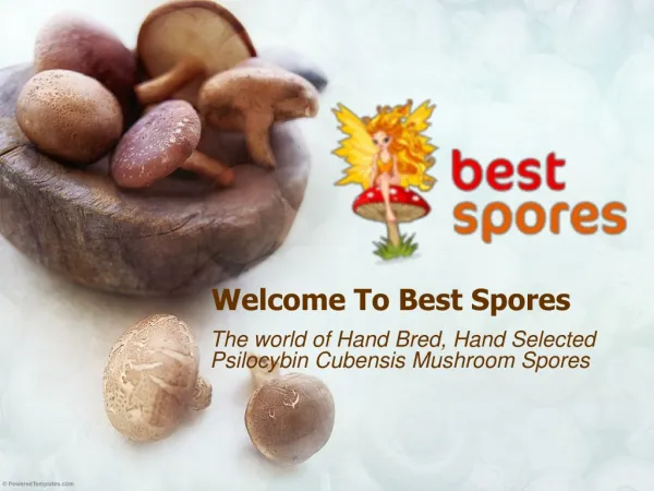 Buy Hand Bred Shroom Spores Online