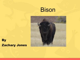 Bison - slide 1