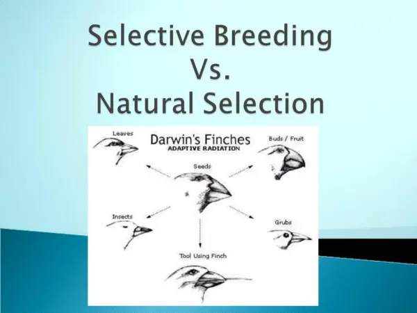Selective Breeding Vs. Natural Selection