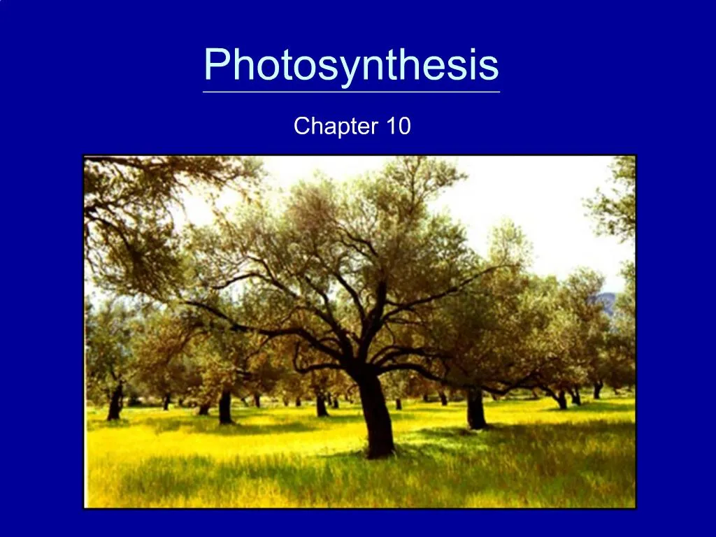 PPT - Photosynthesis PowerPoint Presentation, Free Download - ID:1168853