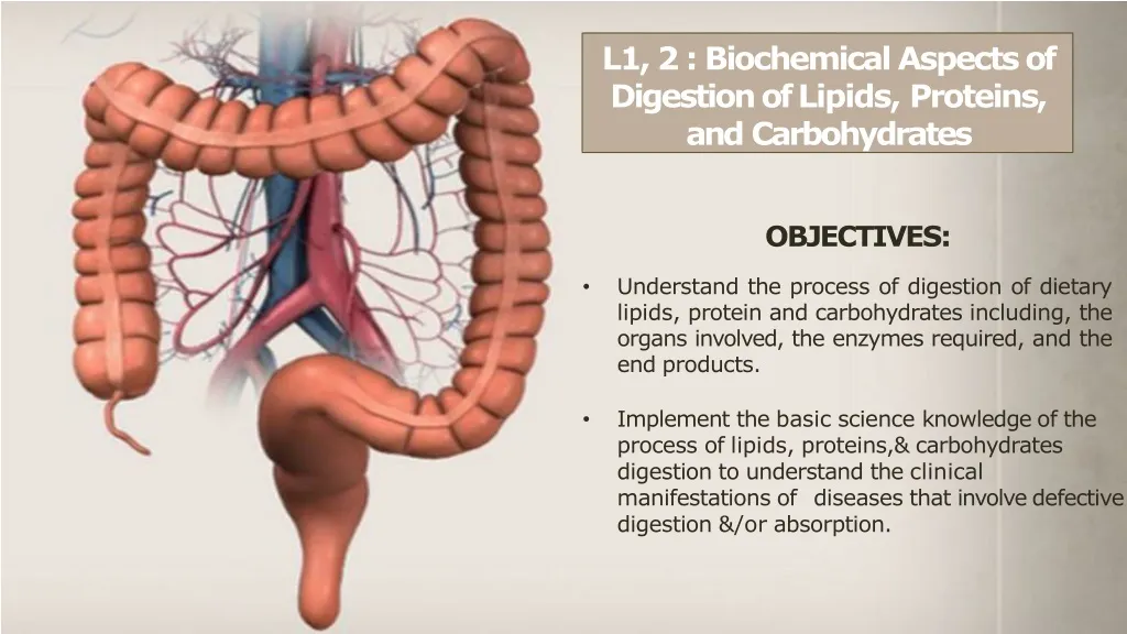 l 1 2 biochemical aspects of digestion of lipids