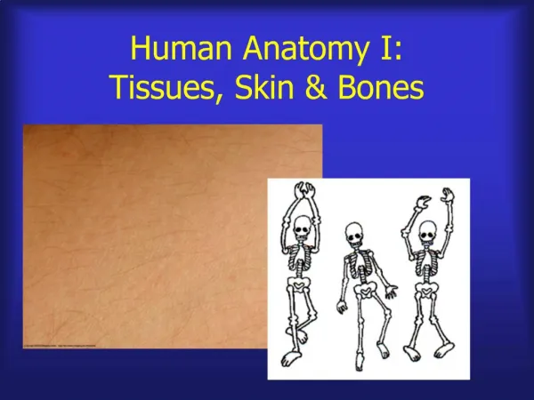 Human Anatomy I: Tissues, Skin Bones