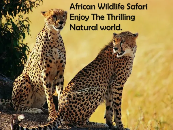 Visit African Wildlife Safari and the Enjoy Thrilling Natura