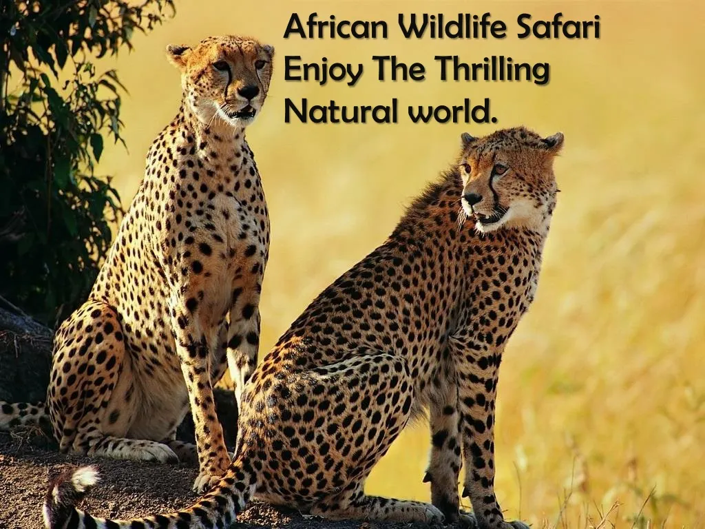 african wildlife safari enjoy the thrilling