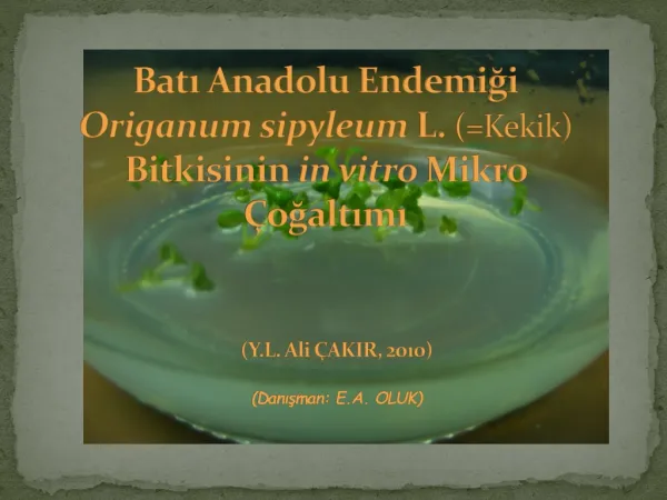 bat anadolu endemi i origanum sipyleum l kekik bitkisinin in vitro mikro o alt m