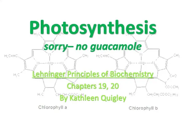 Photosynthesis sorry no guacamole