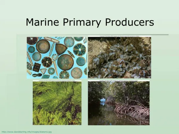 Marine Primary Producers