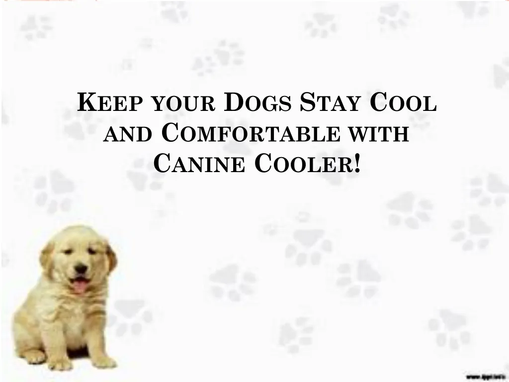 keep your dogs stay cool and comfortable with canine cooler