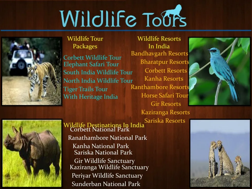 wildlife tour packages