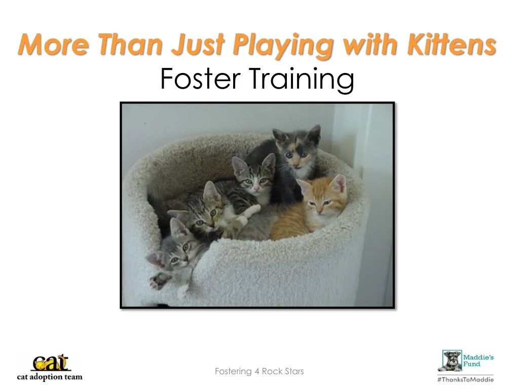 more than just playing with kittens foster training