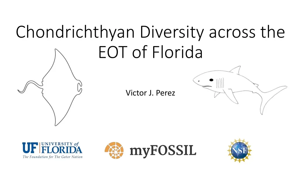 chondrichthyan diversity across the eot of florida