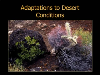 Adaptations to Desert Conditions - slide 1