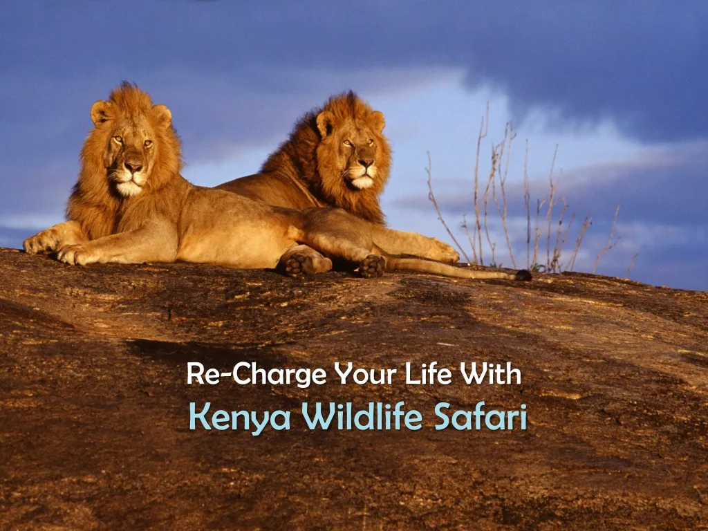 re charge your life with kenya wildlife safari