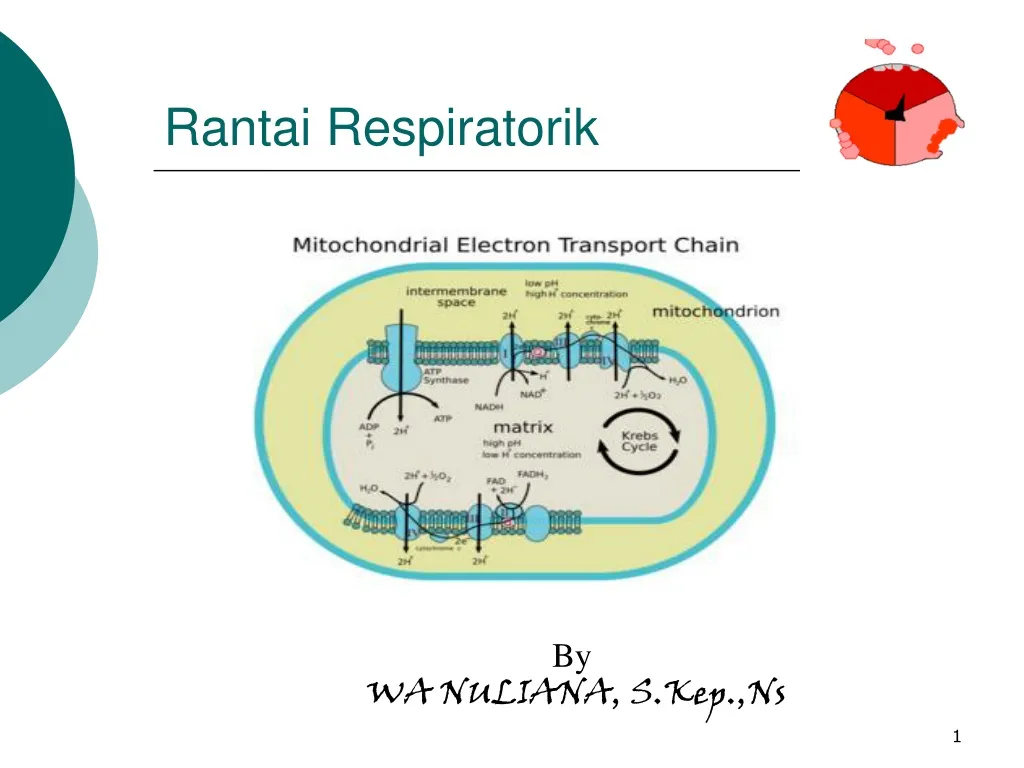 rantai respiratorik