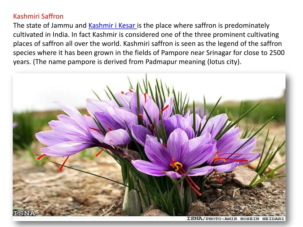 kashmiri saffron the state of jammu and kashmir