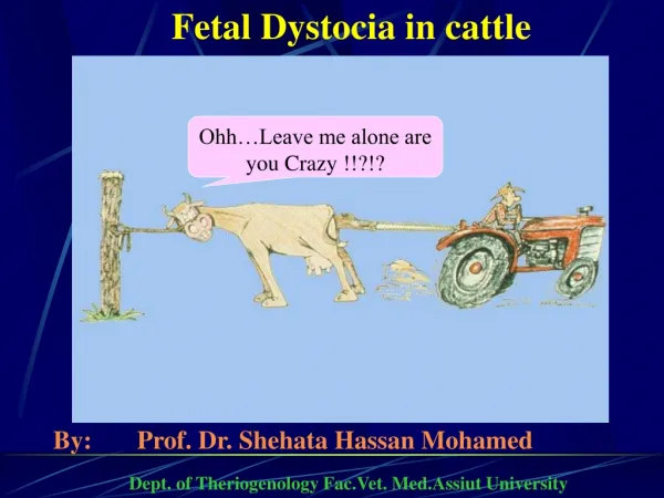 Fetal Dystocia in cattle