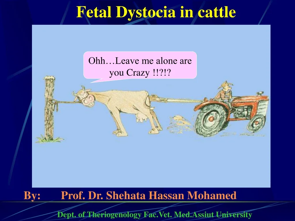 fetal dystocia in cattle