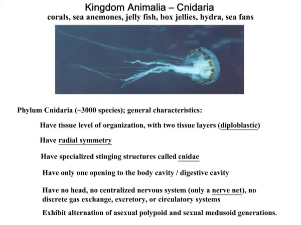 Kingdom Animalia – Cnidaria corals, sea anemones, jelly fish, box jellies, hydra, sea fans