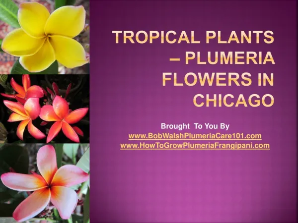 Tropical Plants - Plumeria Flowers In Chicago