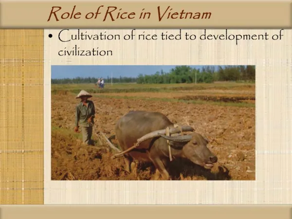 Role of Rice in Vietnam