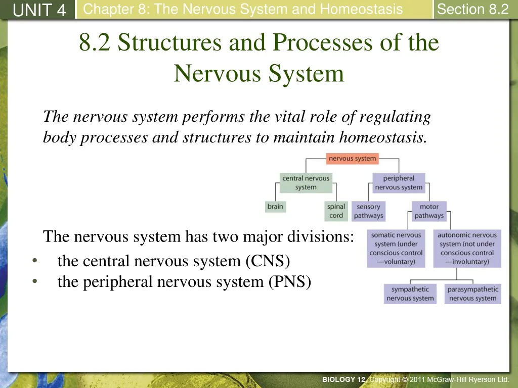 8 2 structures and processes of the nervous system