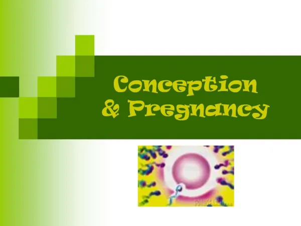 Conception Pregnancy