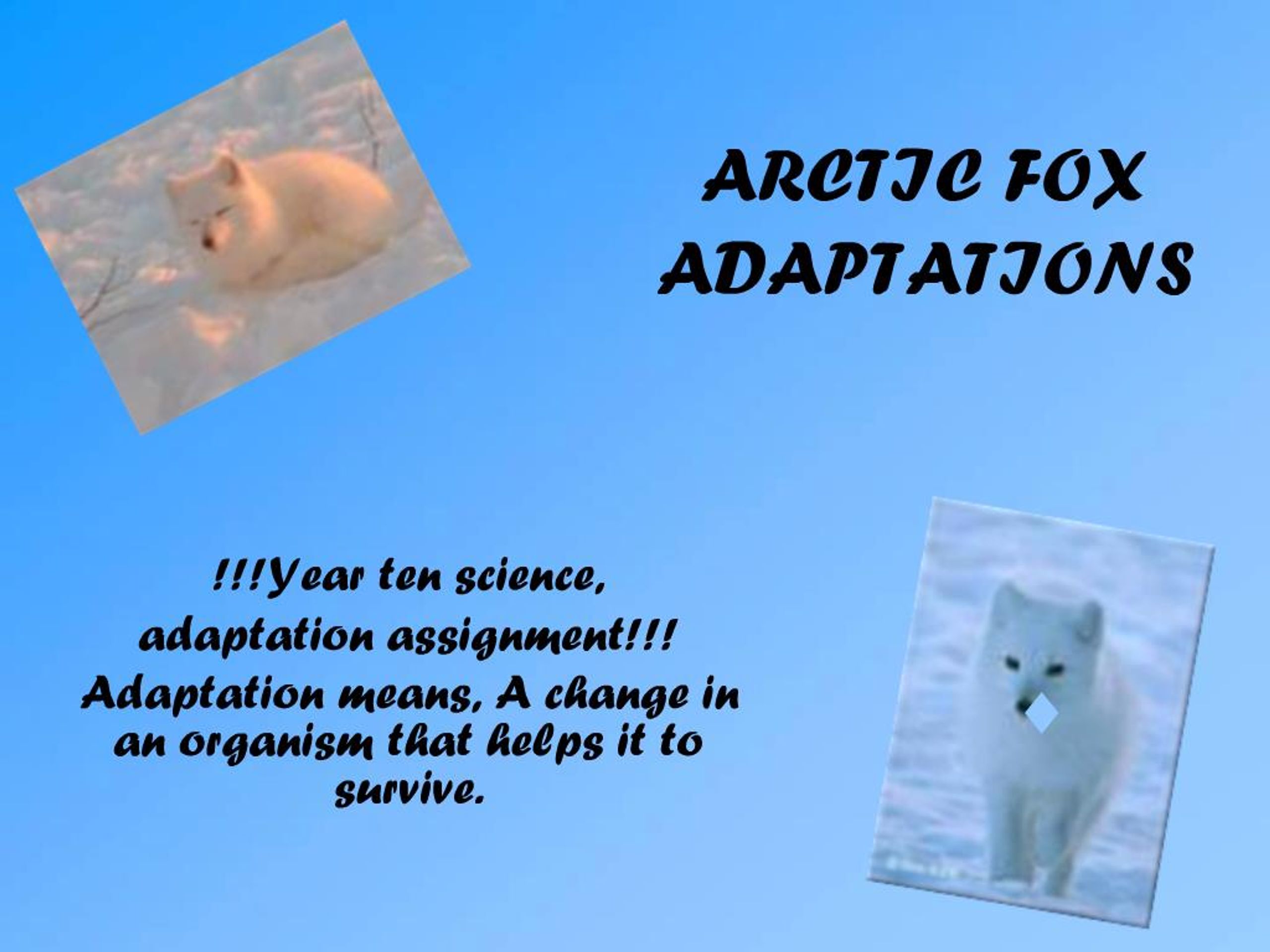 Fox Adapt PPT - ARCTIC FOX ADAPTATIONS PowerPoint Presentation, free download ...