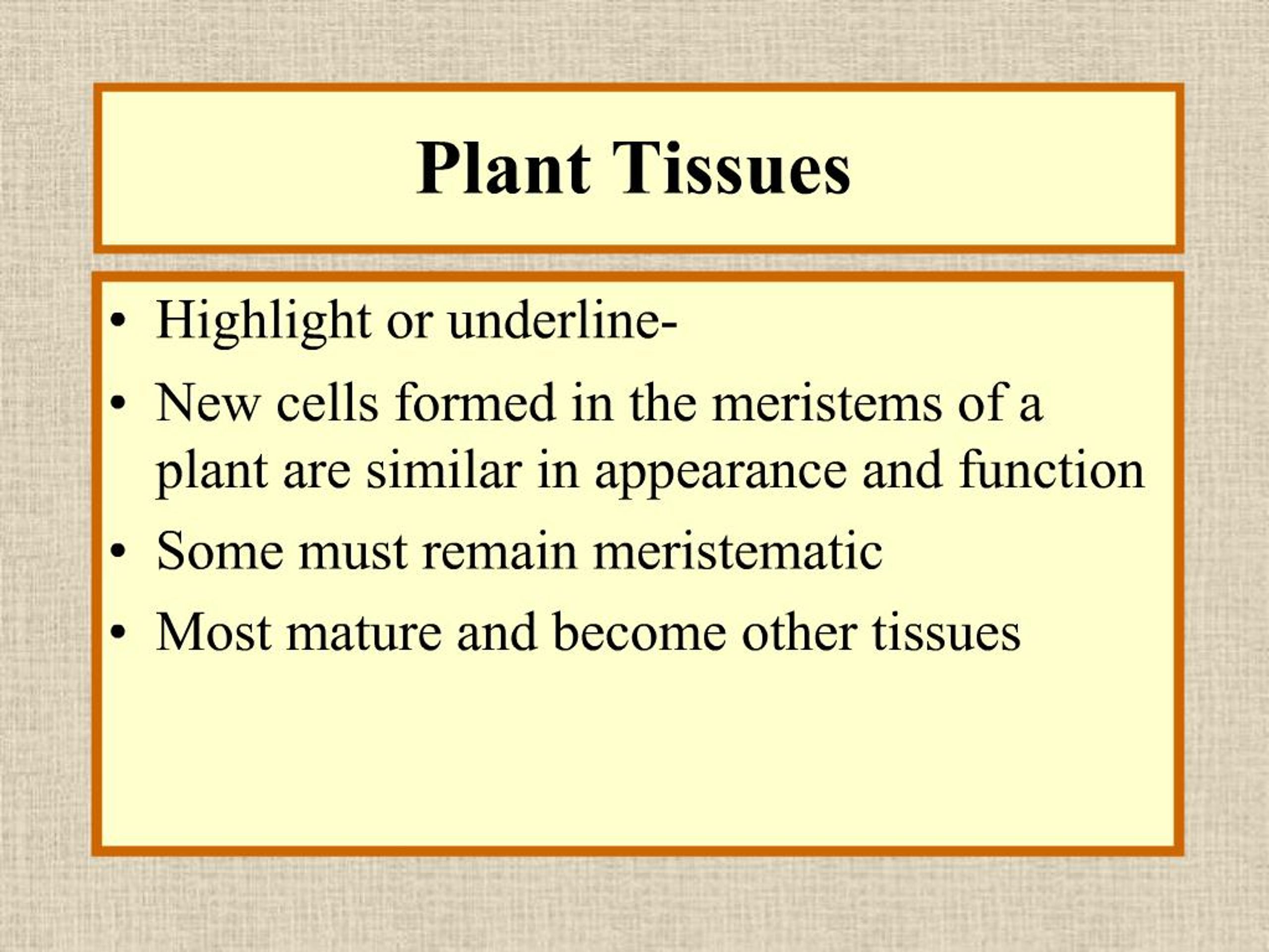 PPT - Plant Tissues PowerPoint Presentation, free download - ID:1224572