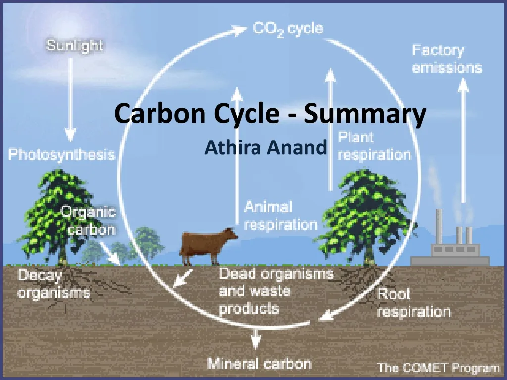 carbon cycle summary