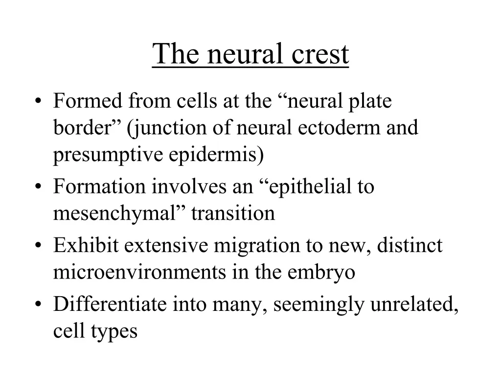 the neural crest