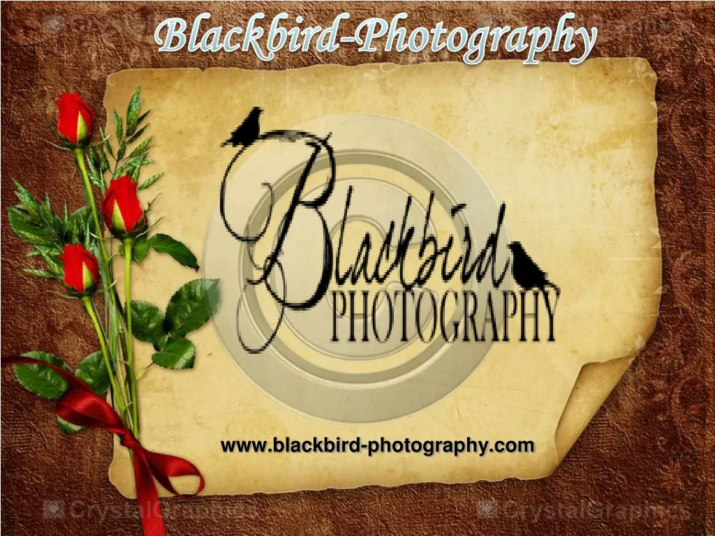 www blackbird photography com
