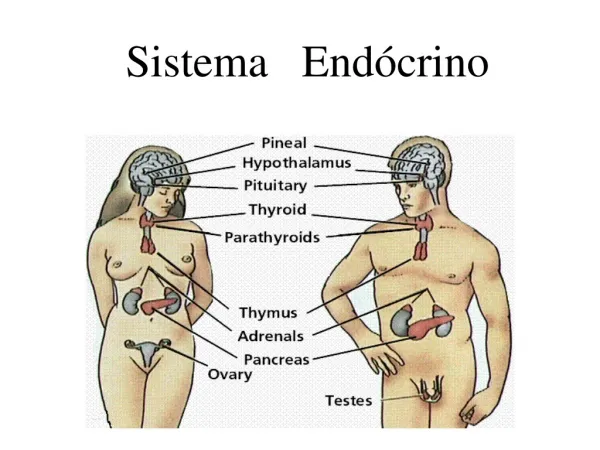 sistema end crino