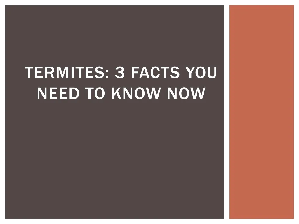 termites 3 facts you need to know now