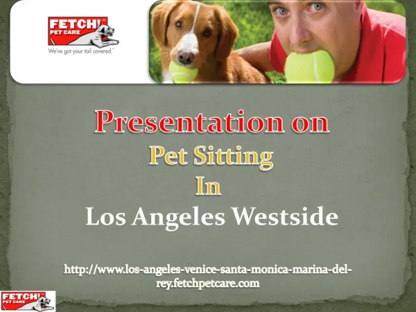 Pet Care Services- A Way to Stay Worry Free