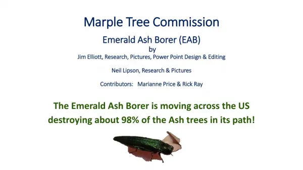 The Emerald Ash Borer is moving across the US destroying about 98% of the Ash trees in its path!