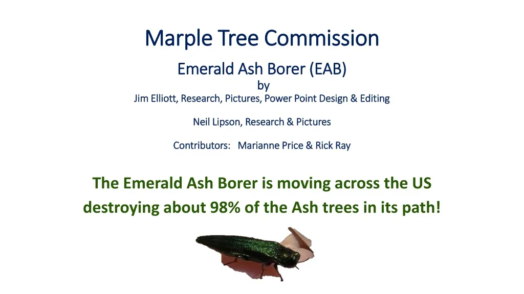 the emerald ash borer is moving across the us destroying about 98 of the ash trees in its path