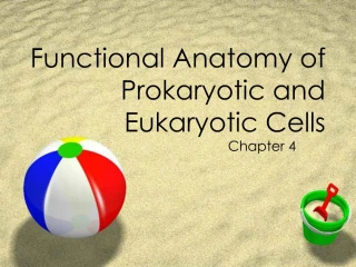 Functional Anatomy of Prokaryotic and Eukaryotic Cells - slide 1