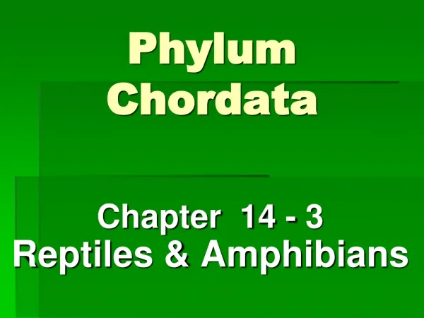 Phylum Chordata