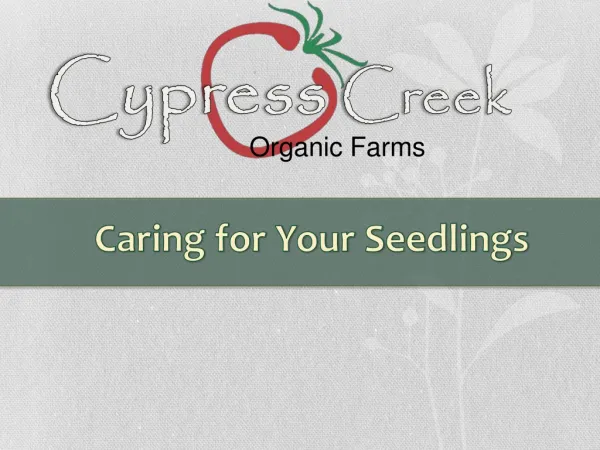 Seedling Care