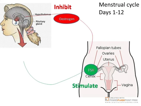 Hormones of the menstrual cycle