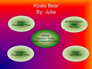 Koala Bear By: Julia - slide 1