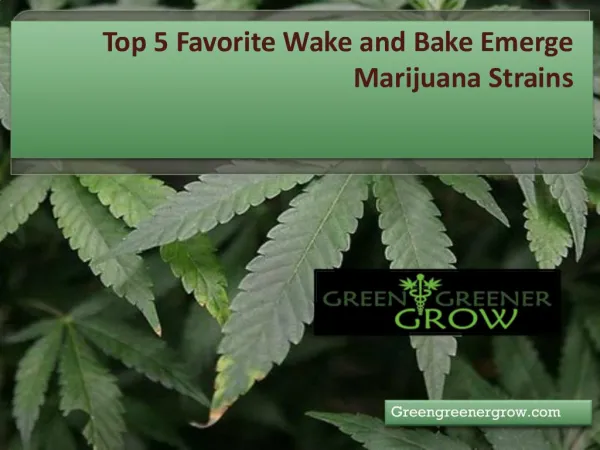 Top 5 favorite wake and bake emerge marijuana strains