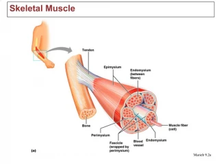 Skeletal Muscle - slide 1