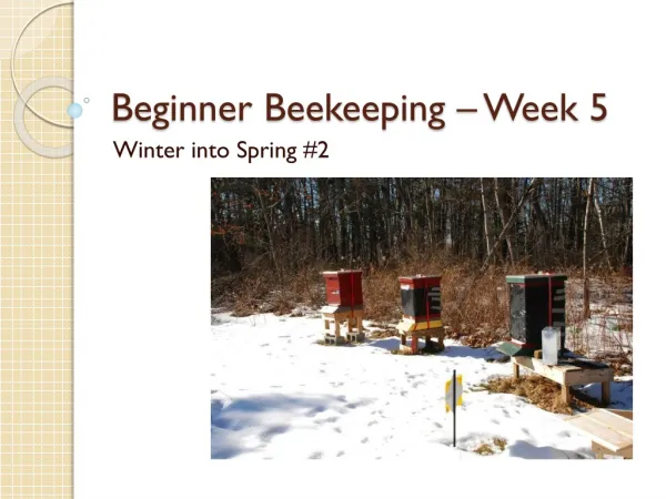 Beginner Beekeeping – Week 5